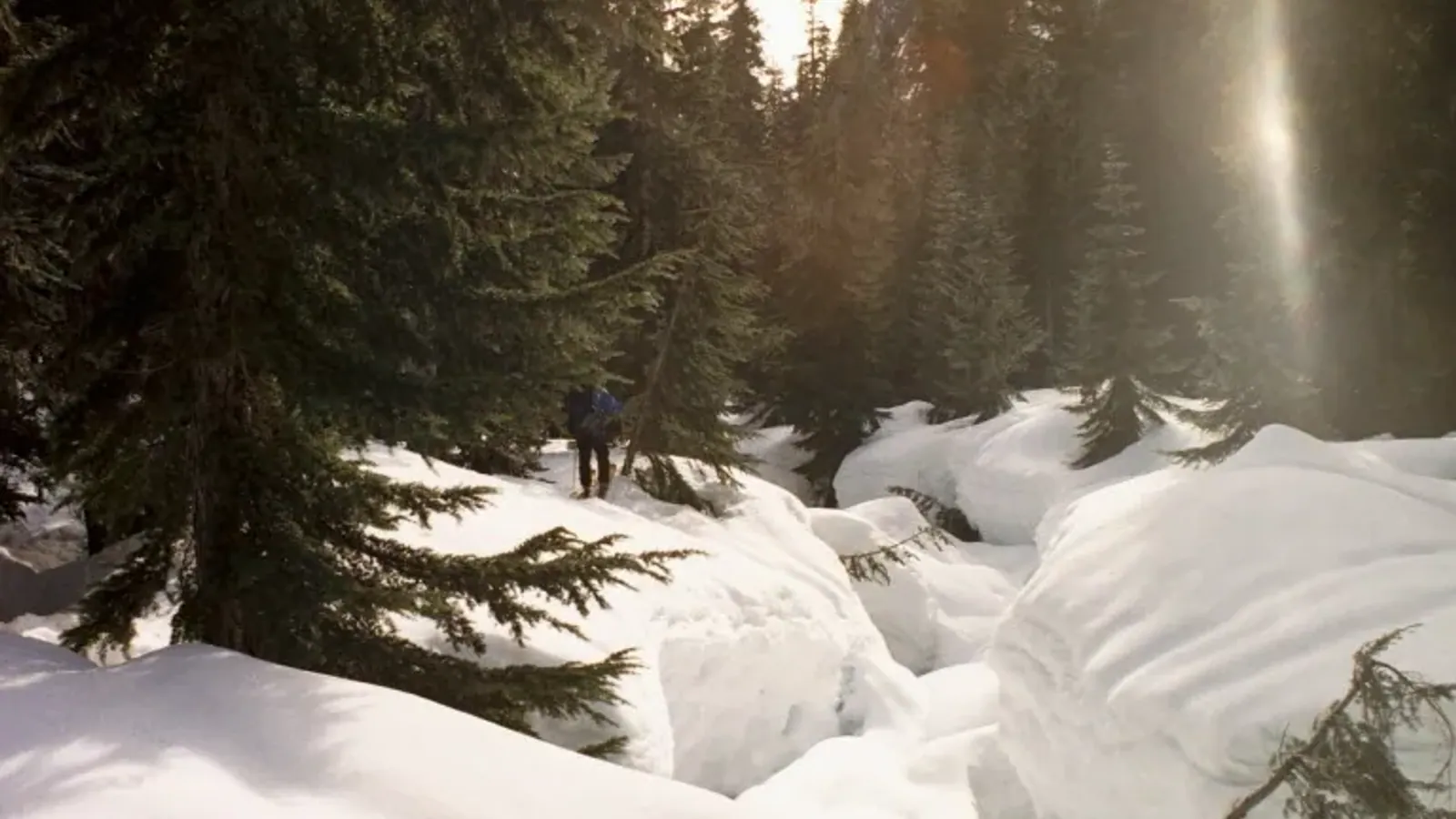 A skier with a pack crossing a snow-buried creek bed in old growth conifer forest, low winter sun breaking through the trees.