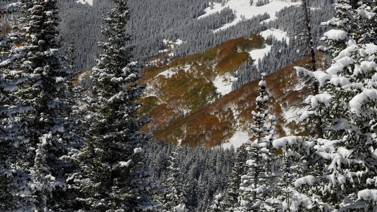 Snow-covered conifers frame an autumn aspen slope on Shrine Pass above Vail Pass, Colorado